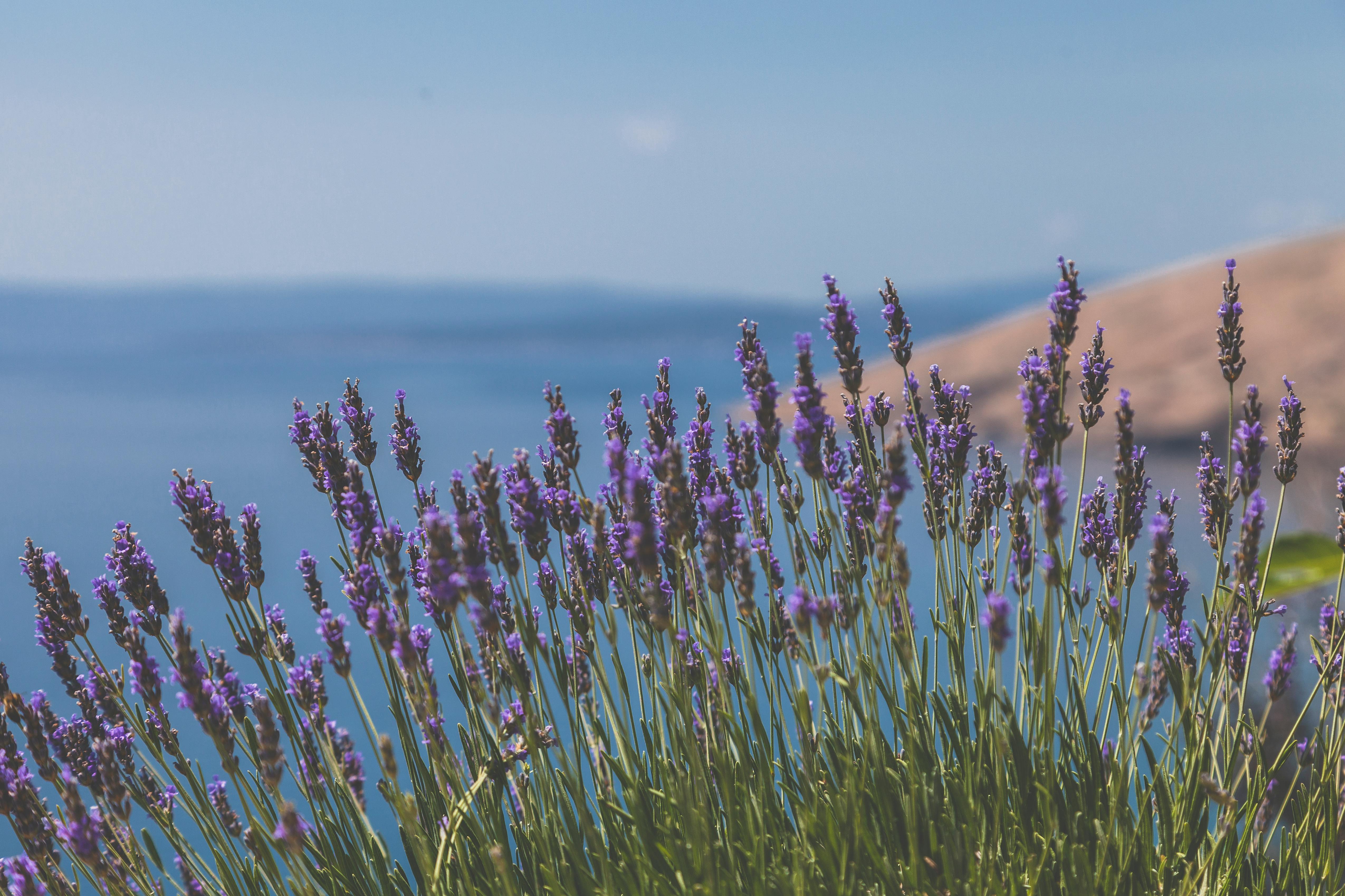 Cooling Herbs For Summer