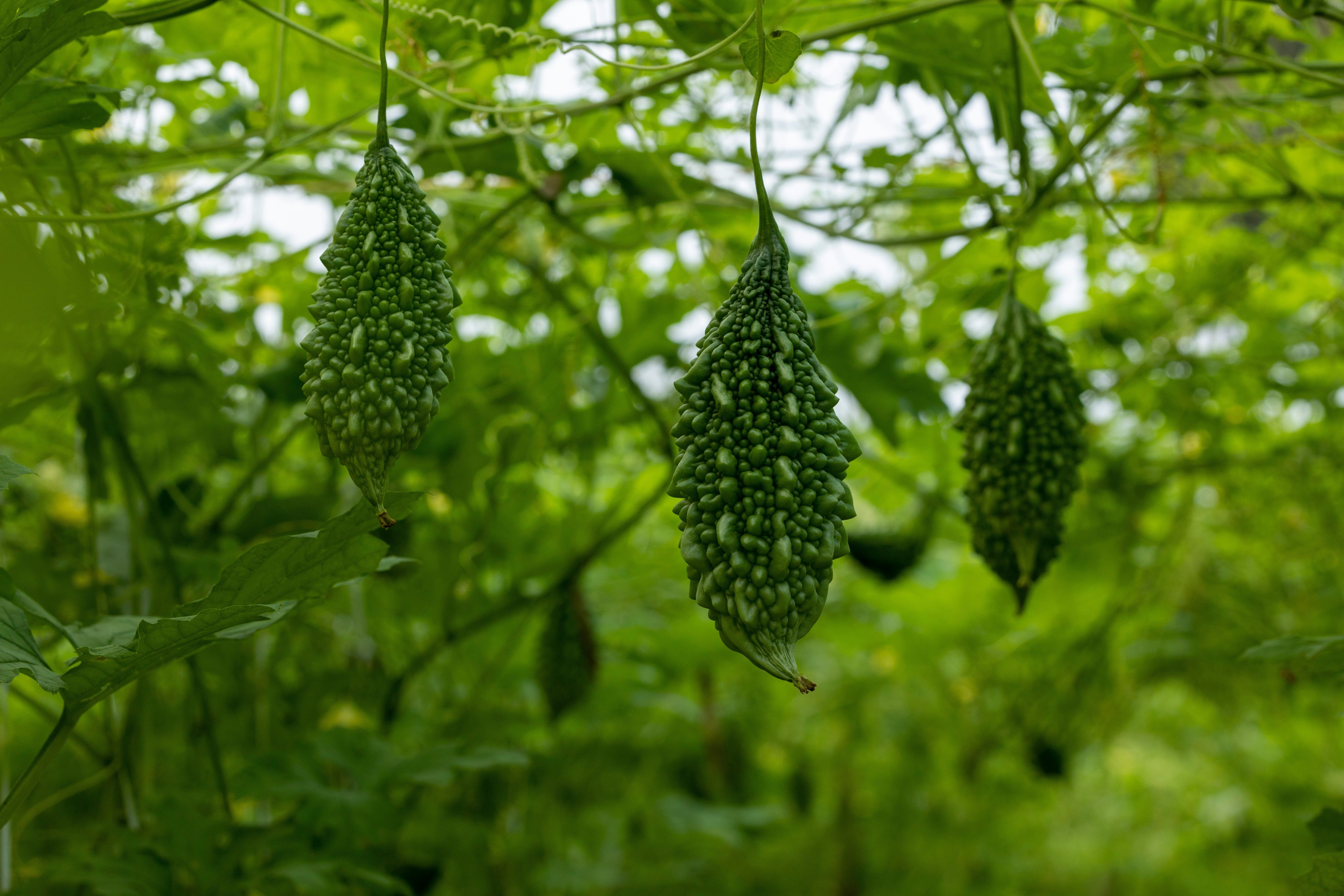 Insulin Resistance and the Role of Herbs in Managing Blood Sugar