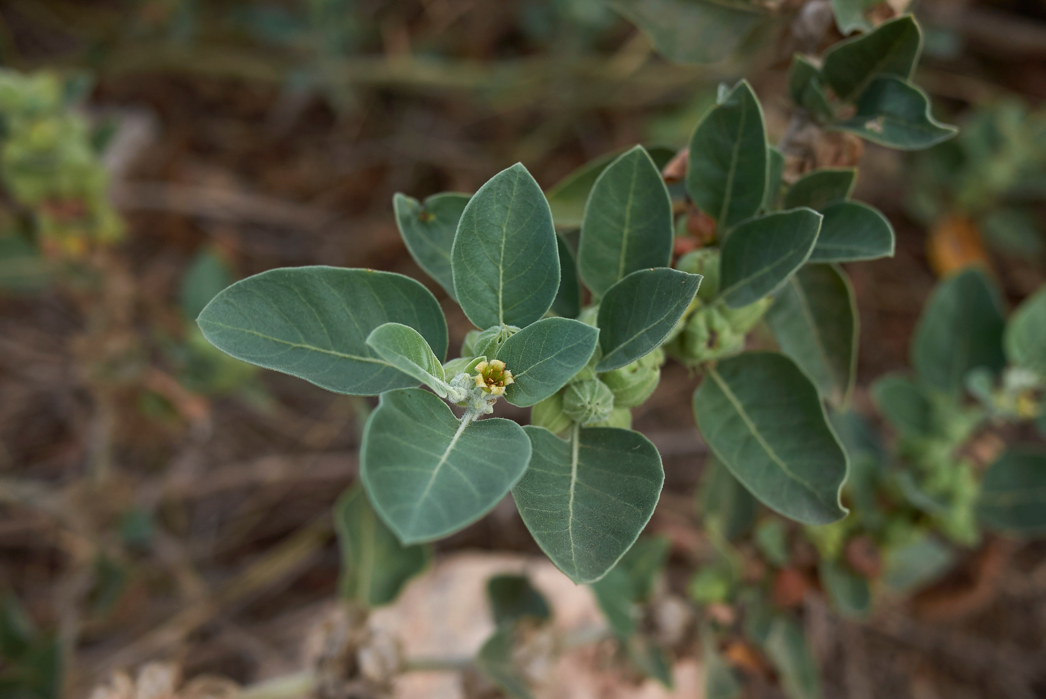 Ashwagandha, Withania somnifera