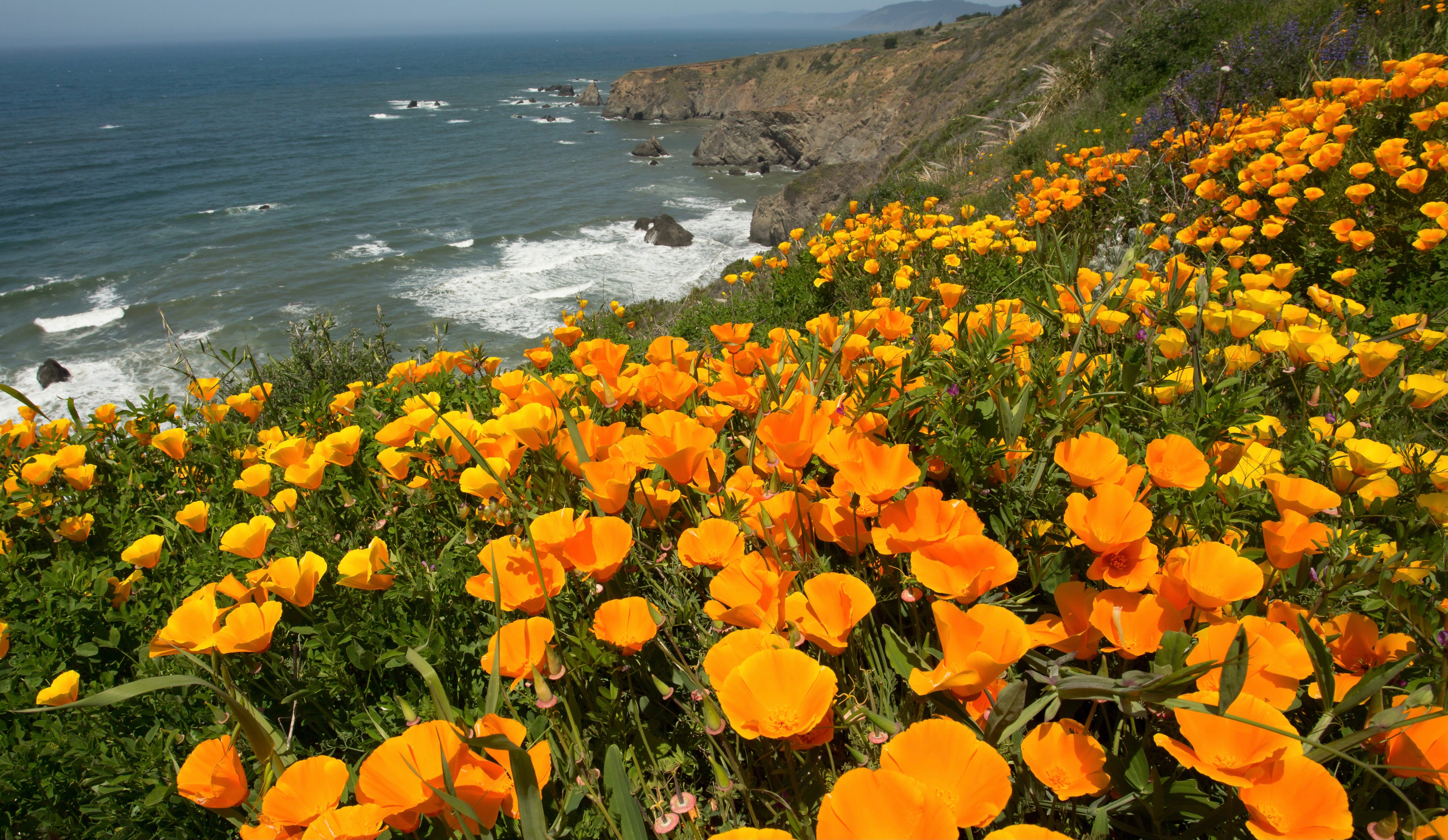 Herbal Profile: California Poppy