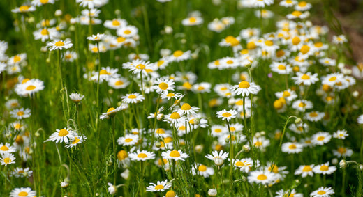 Herb Profile: Chamomile