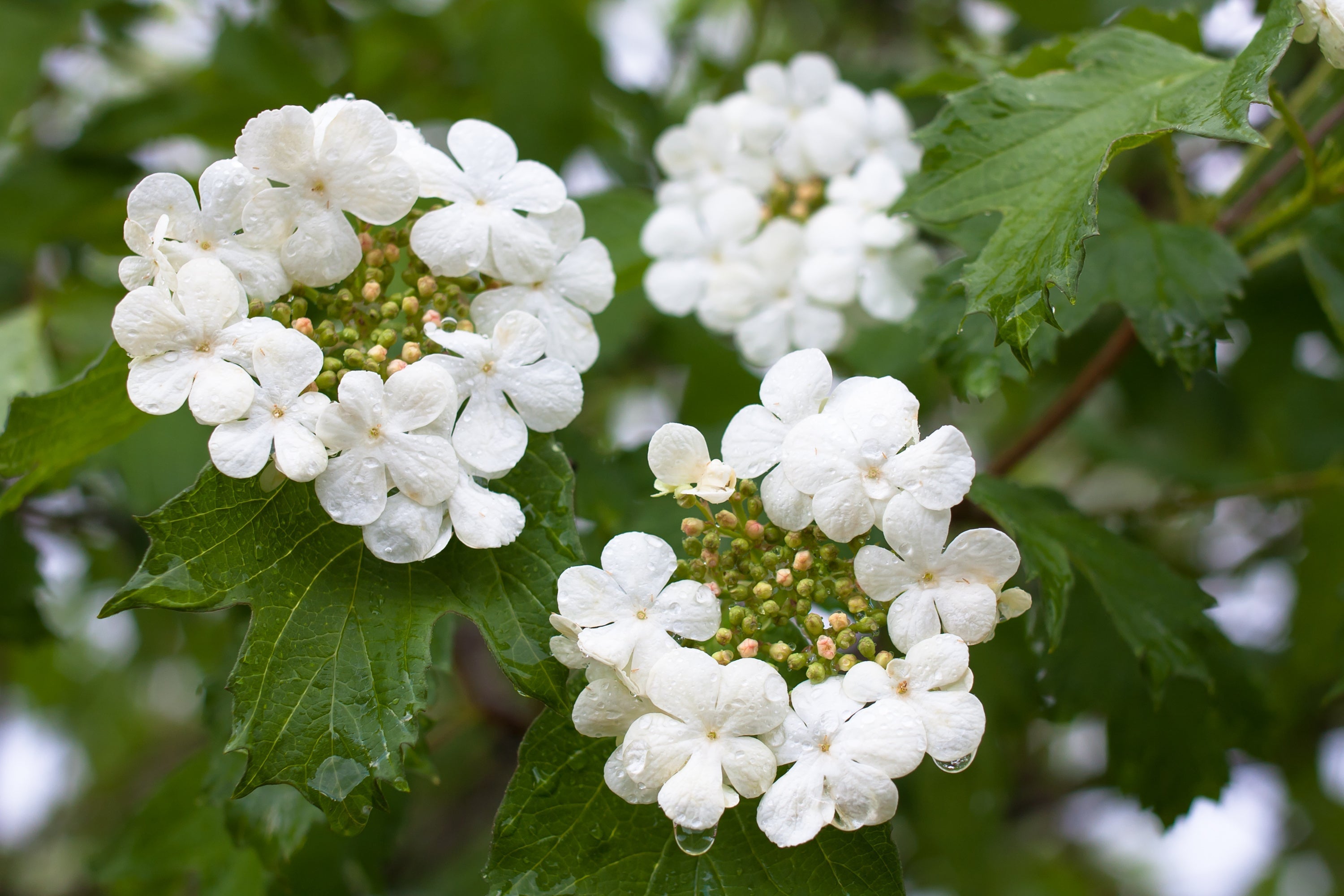 Cramp Bark, Viburnum opulus