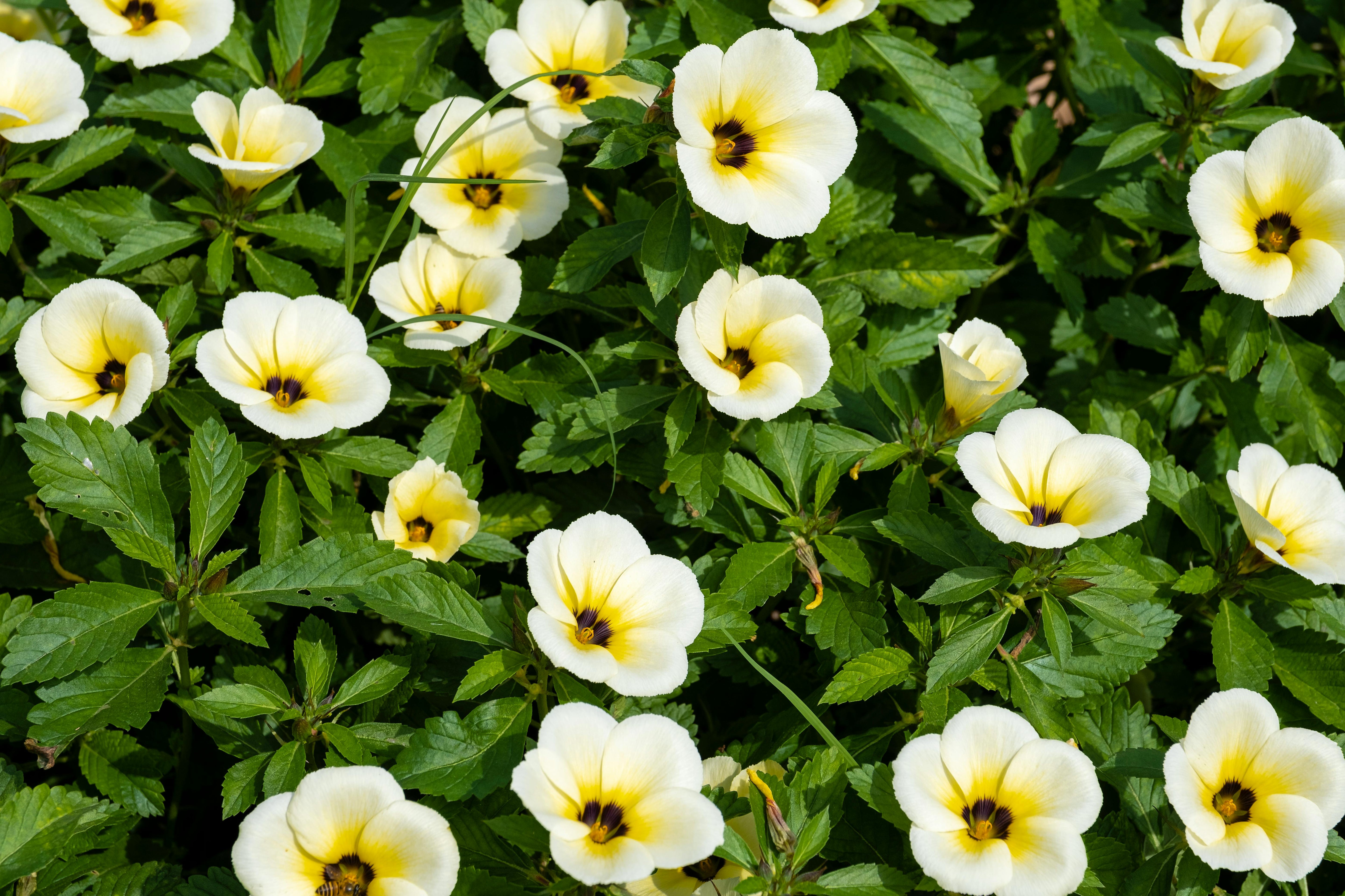 Damiana, Turnera diffusa