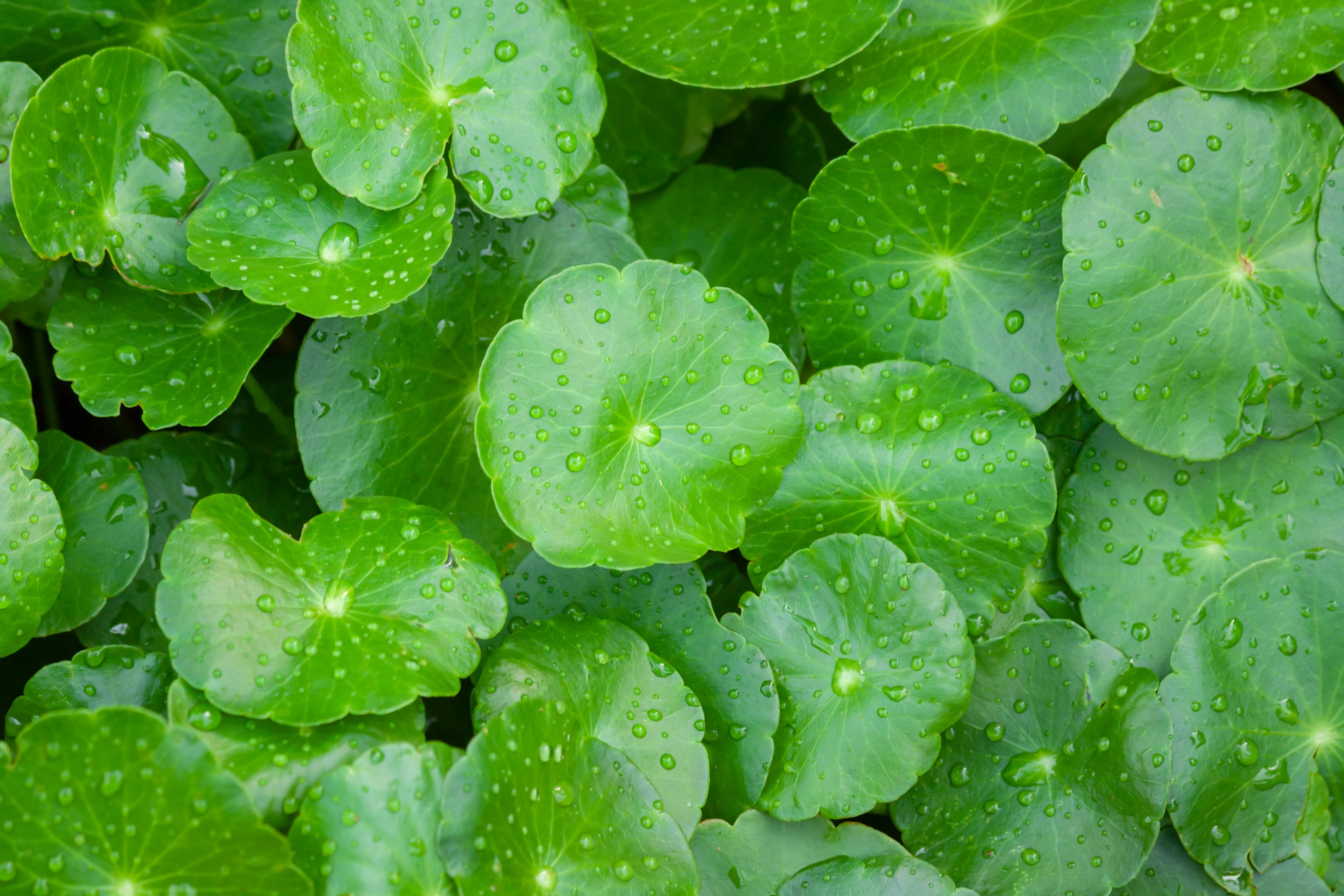 Gotu Kola, Centella asiatica