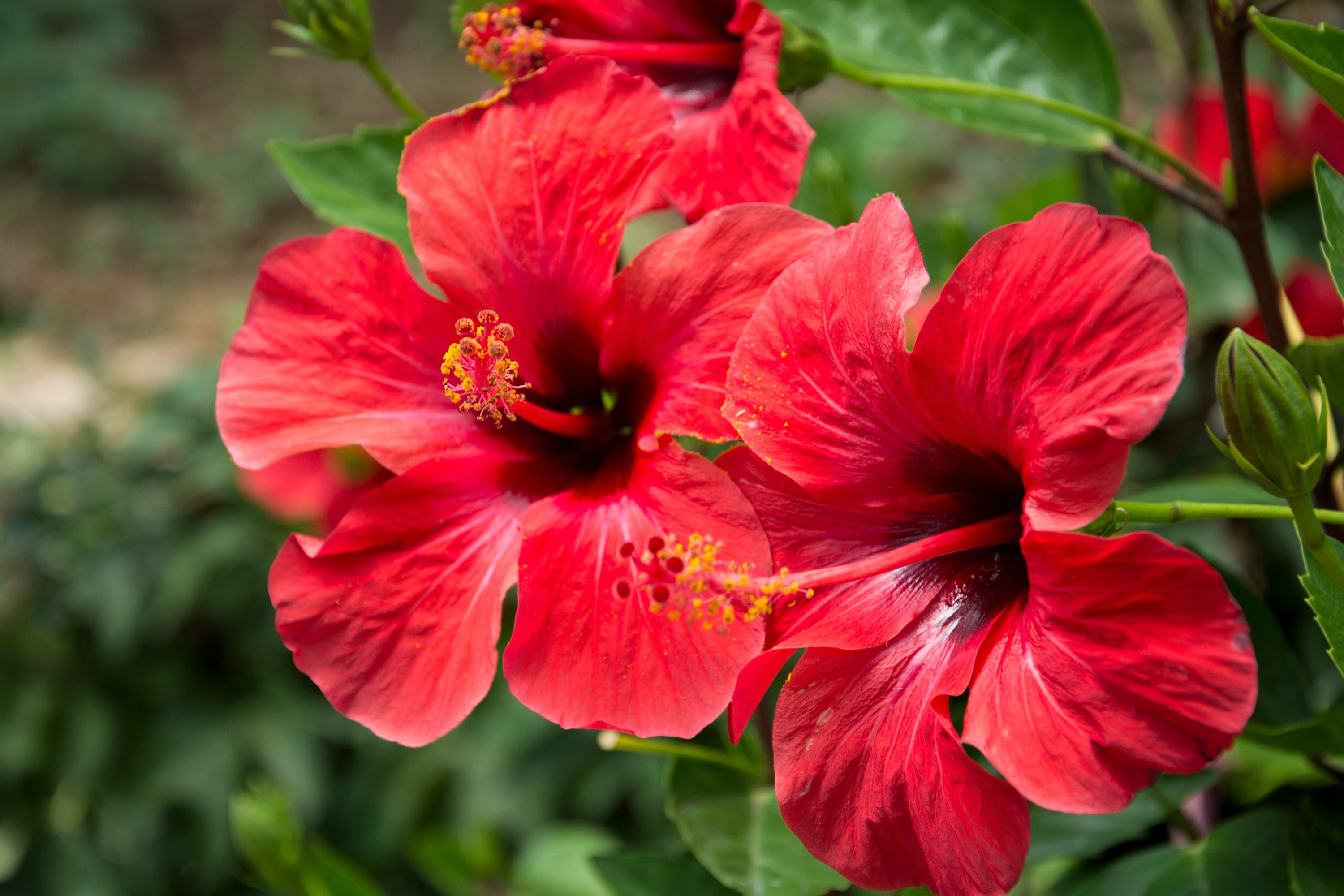 Meet the Herb: Hibiscus