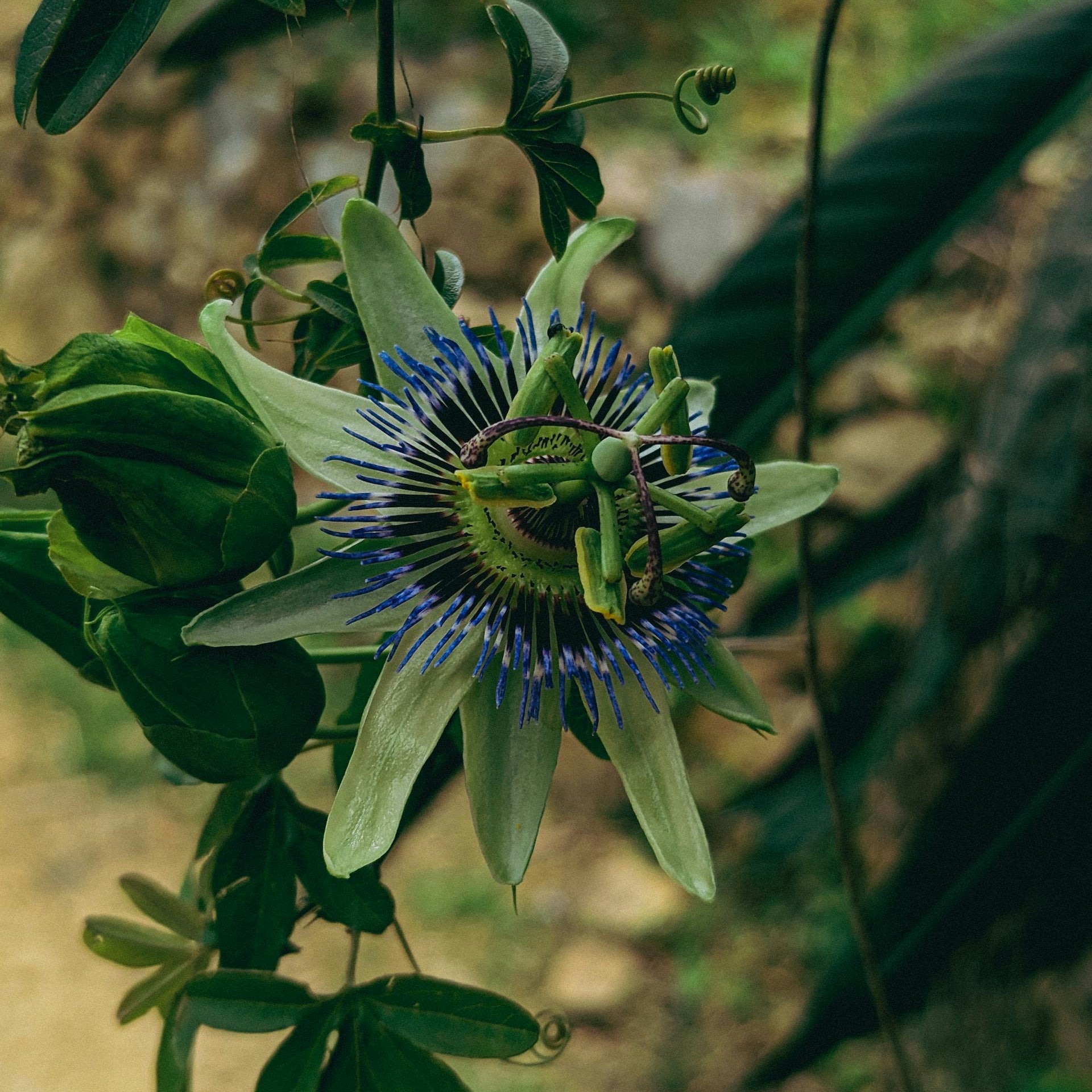 Herbs for Sleep