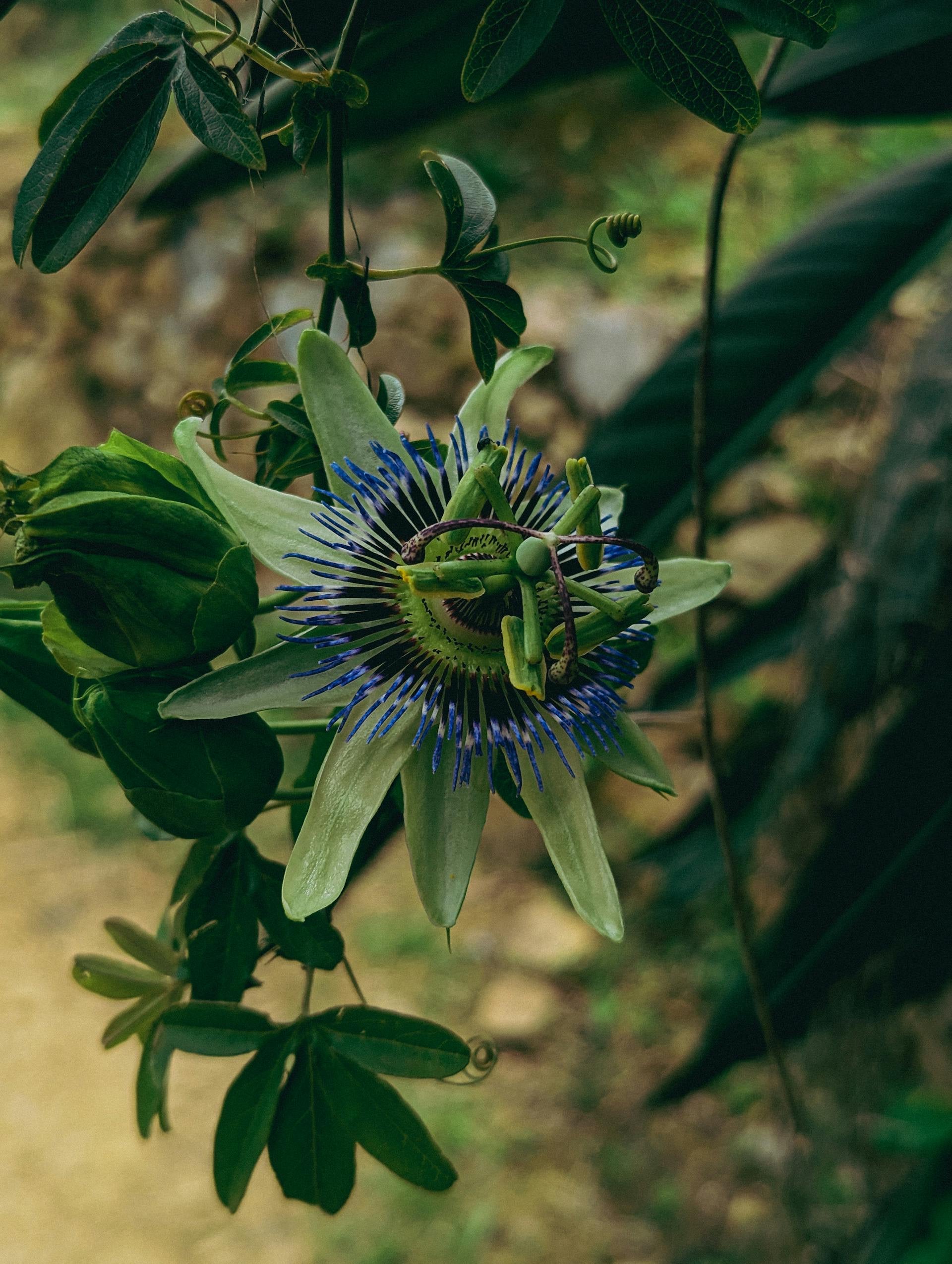 Herbs for Sleep