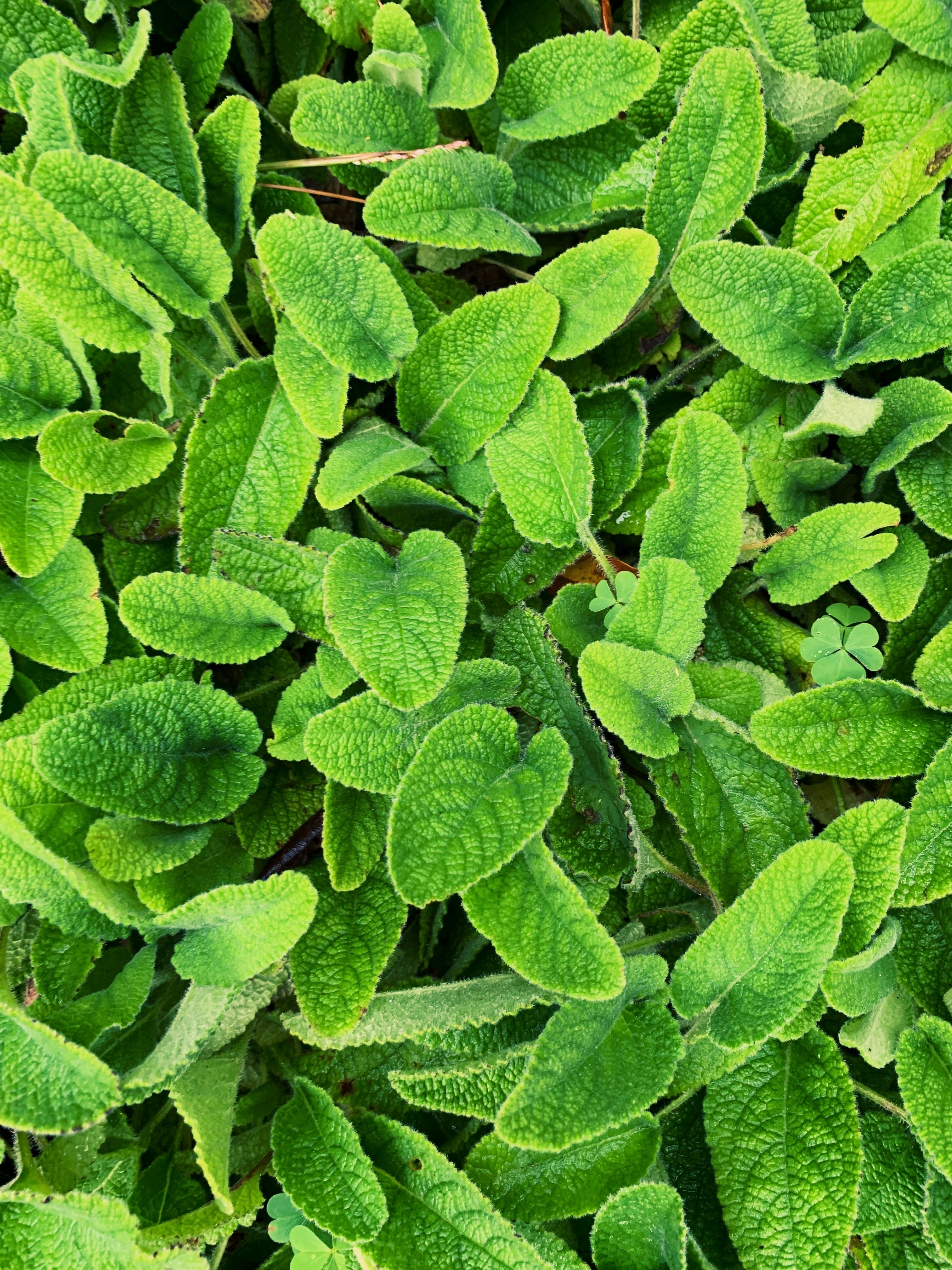 Lemon Balm, Melissa officinalis