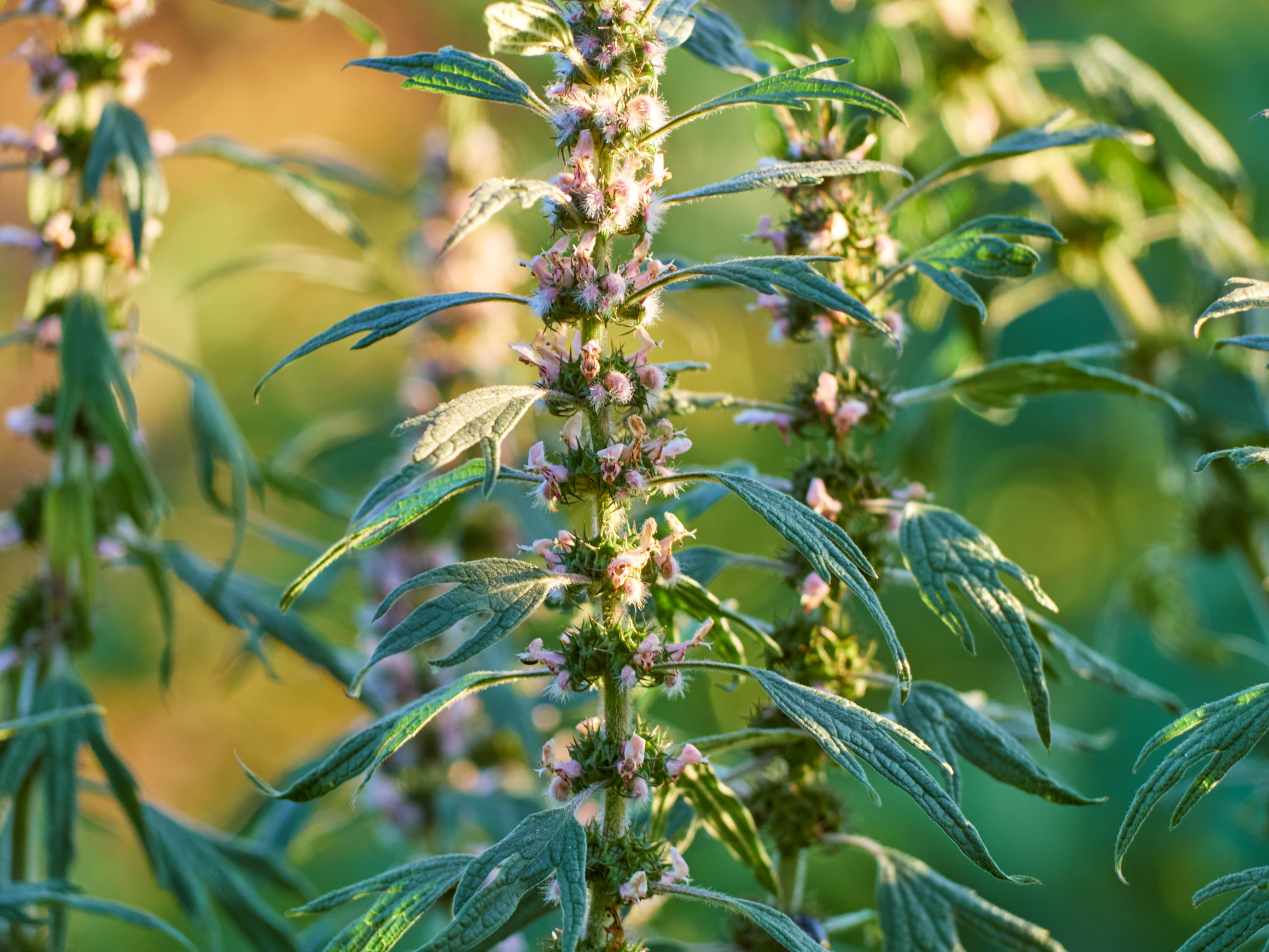 Motherwort: Leonurus cardiaca