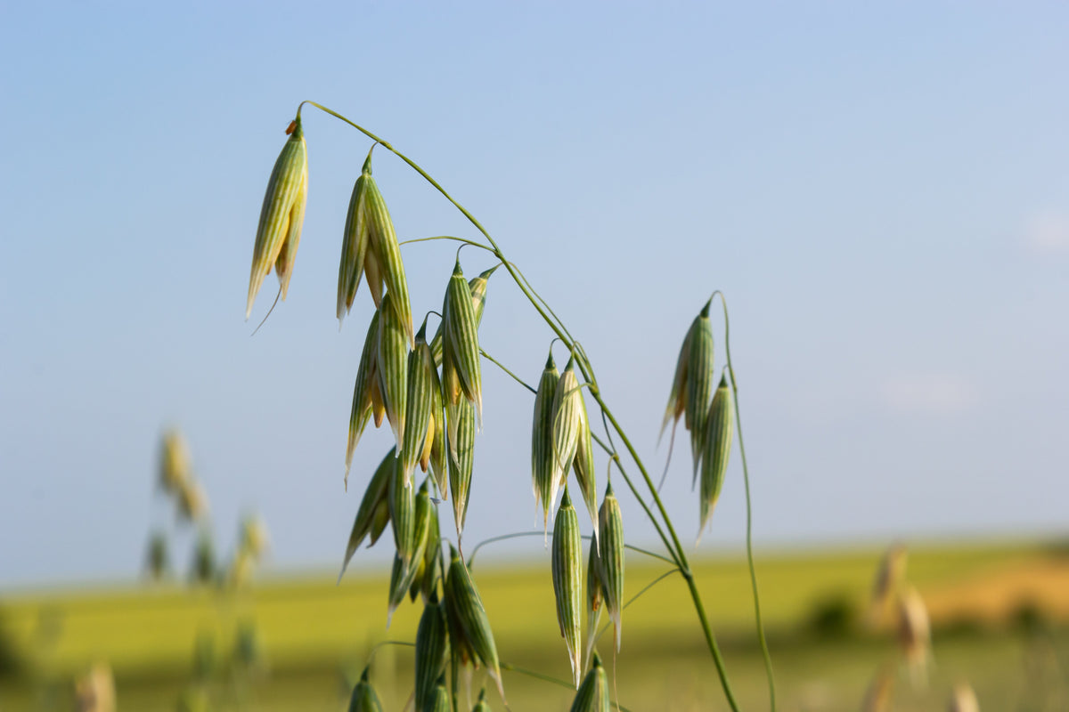 Harnessing the Benefits of Nature: Milky Oats & Oat straw – Avery ...