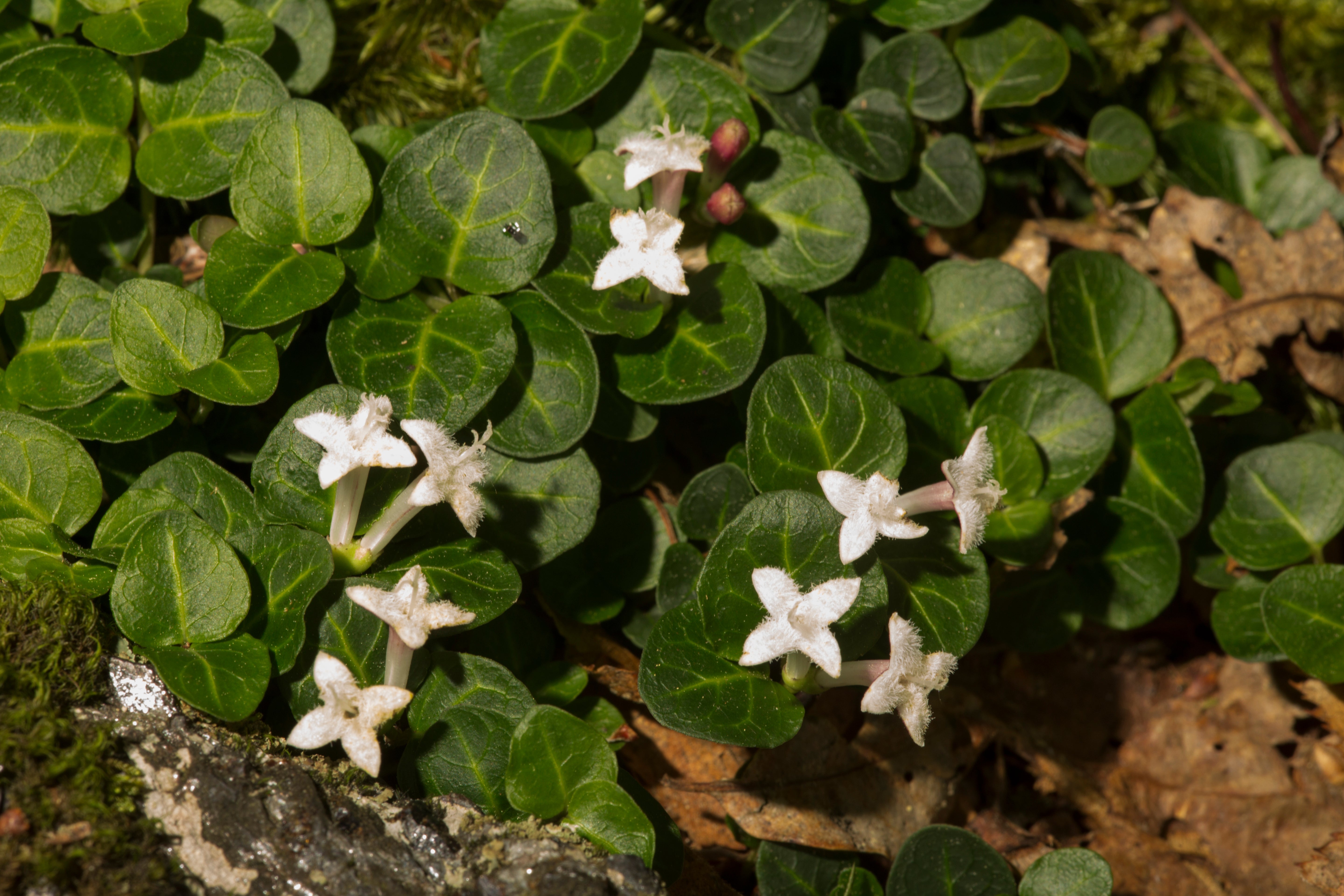 Squaw Vine/Partridge berry, Mitchella repens
