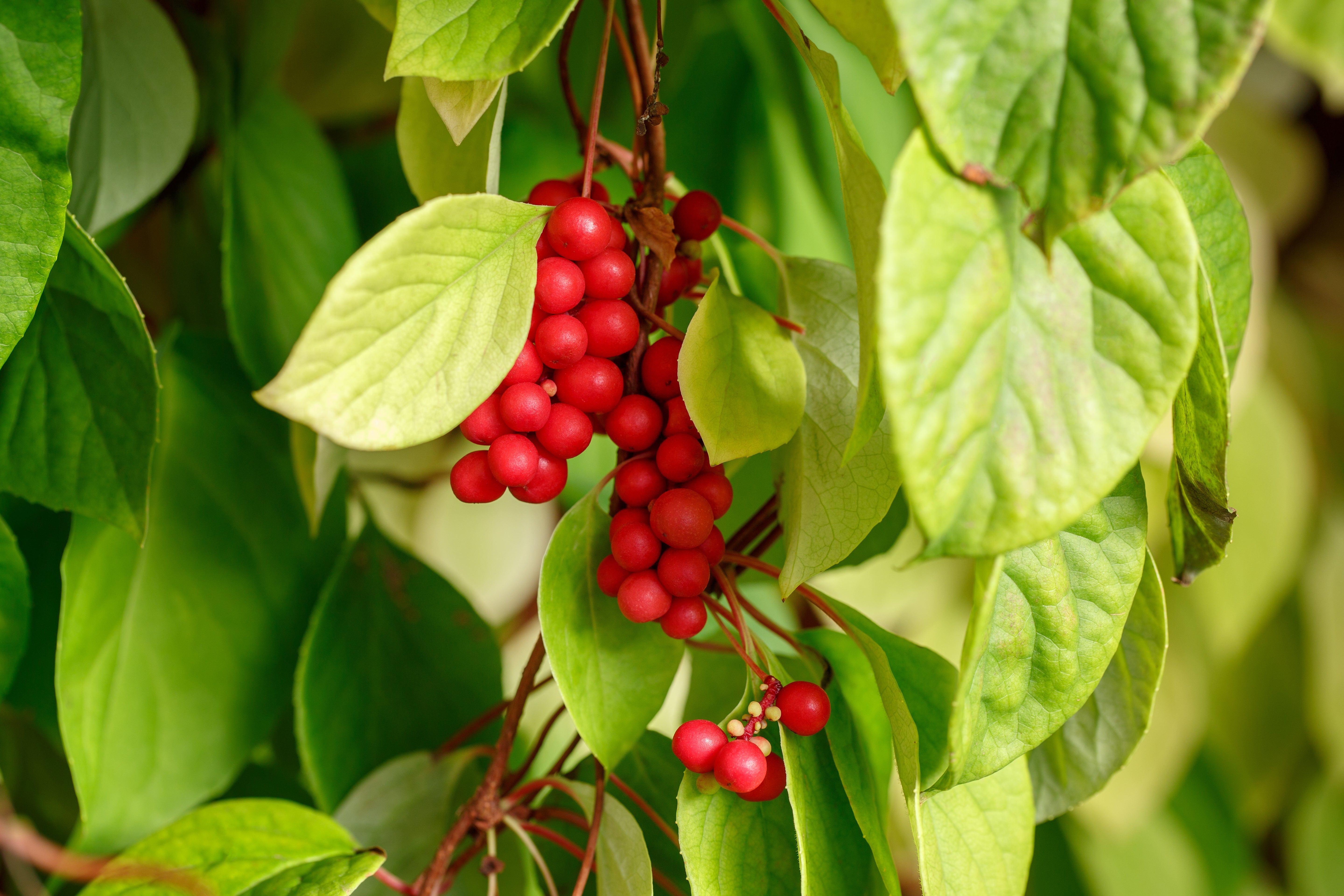 Meet the Herb: Schisandra Berry