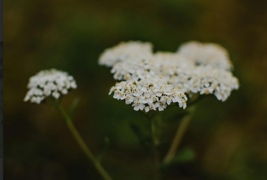 Herbs for Healing & DIY Salve