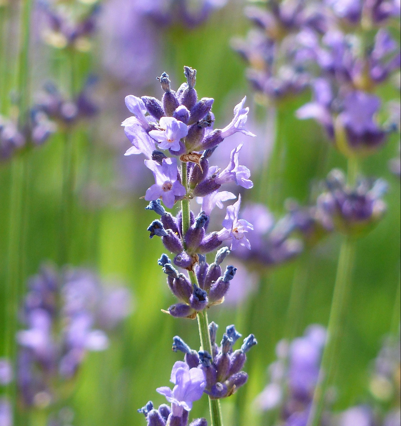 Lavender, Lavandula angustifolia, Lavandula spp