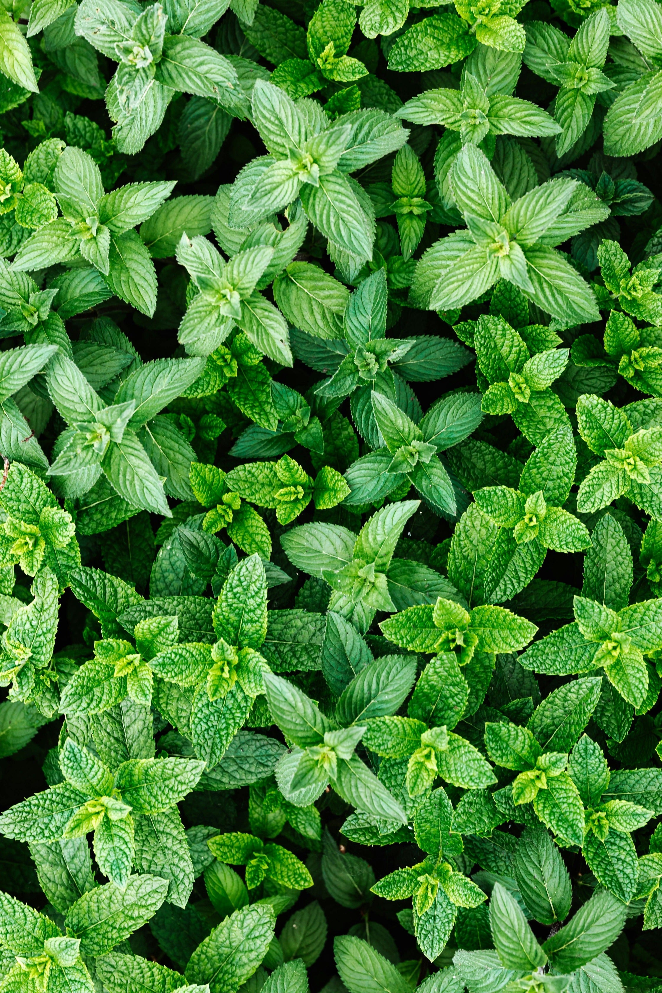 Spearmint, Mentha spicata