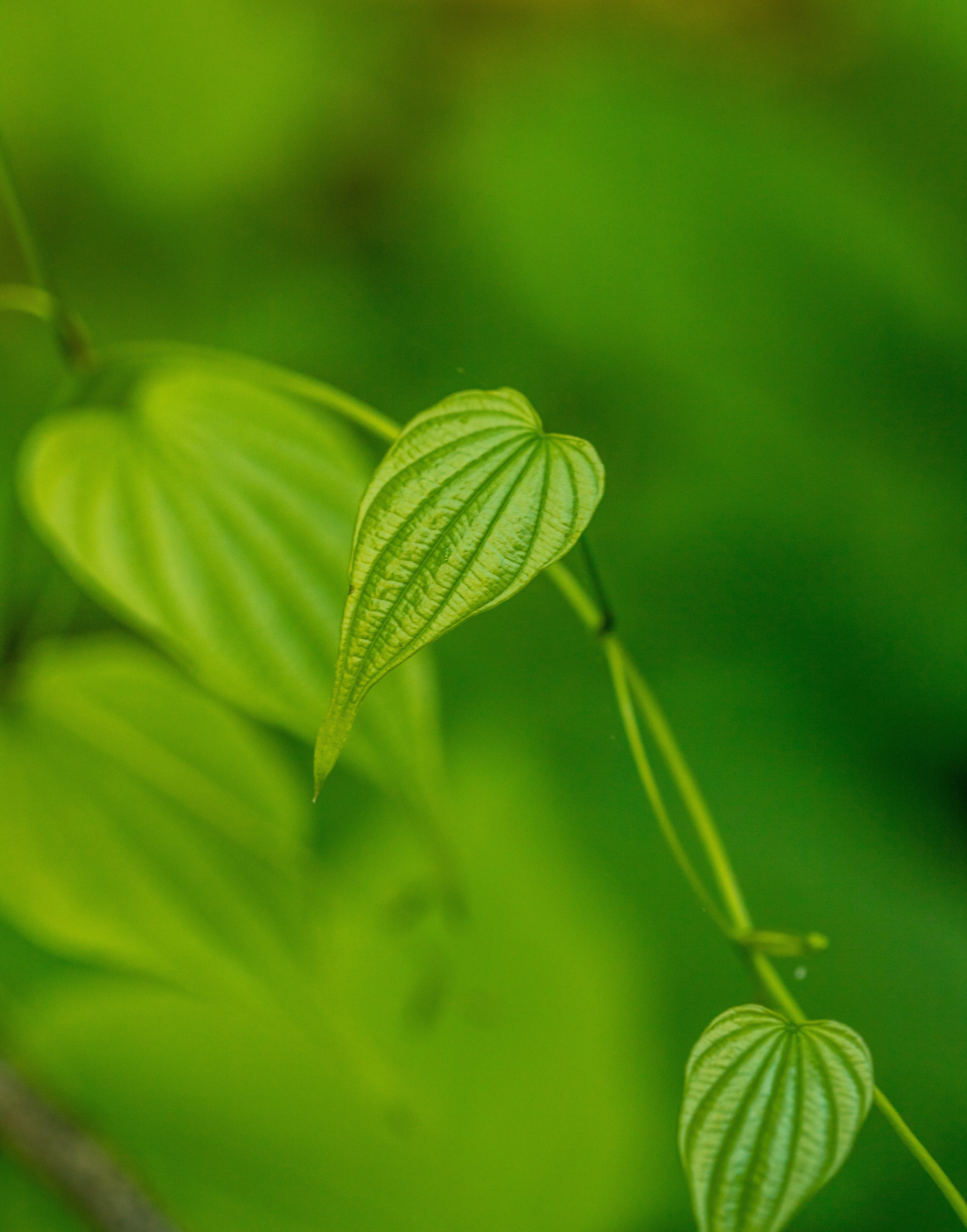 Wild Yam, Dioscorea villosa