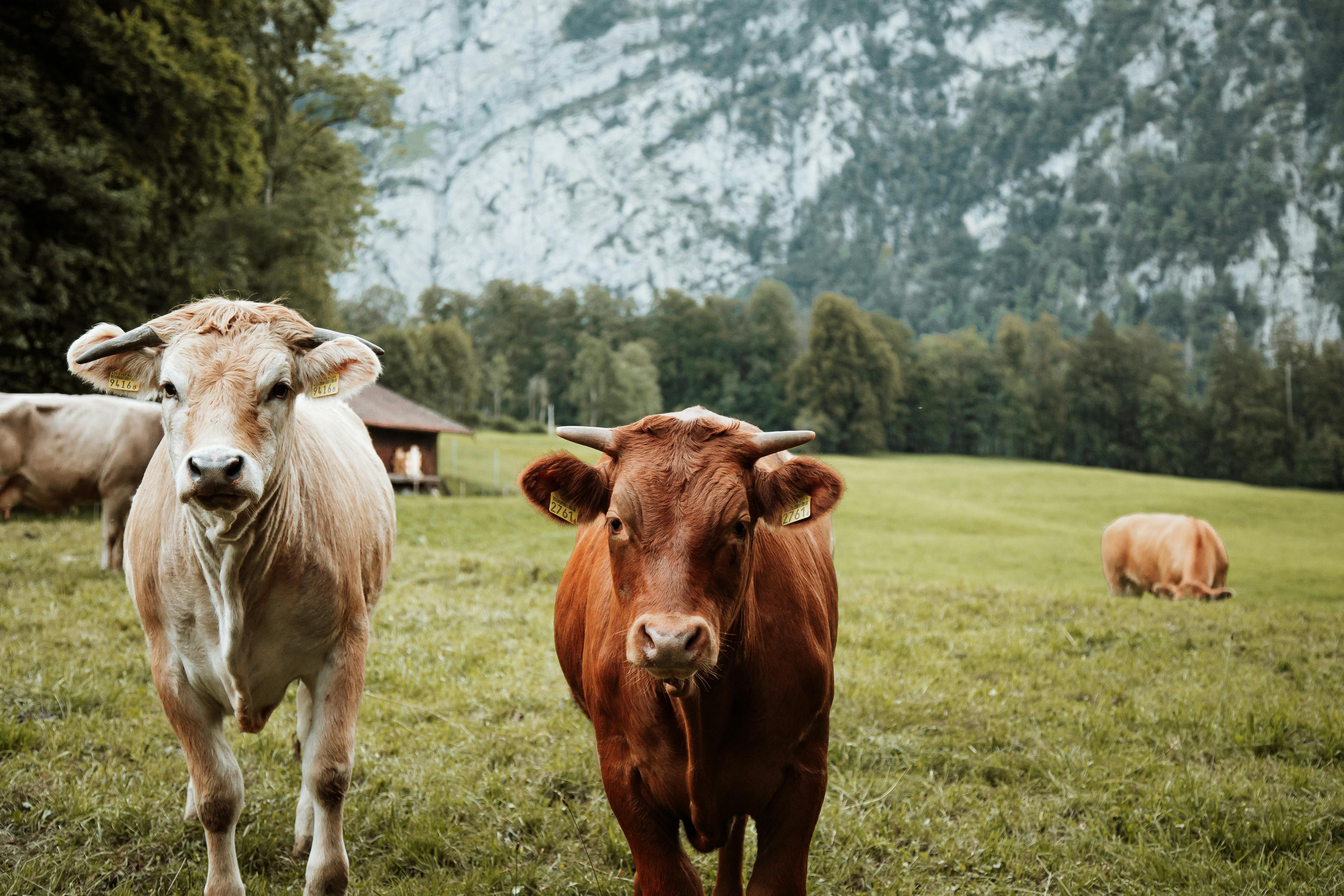 Importance of High-Quality Meats