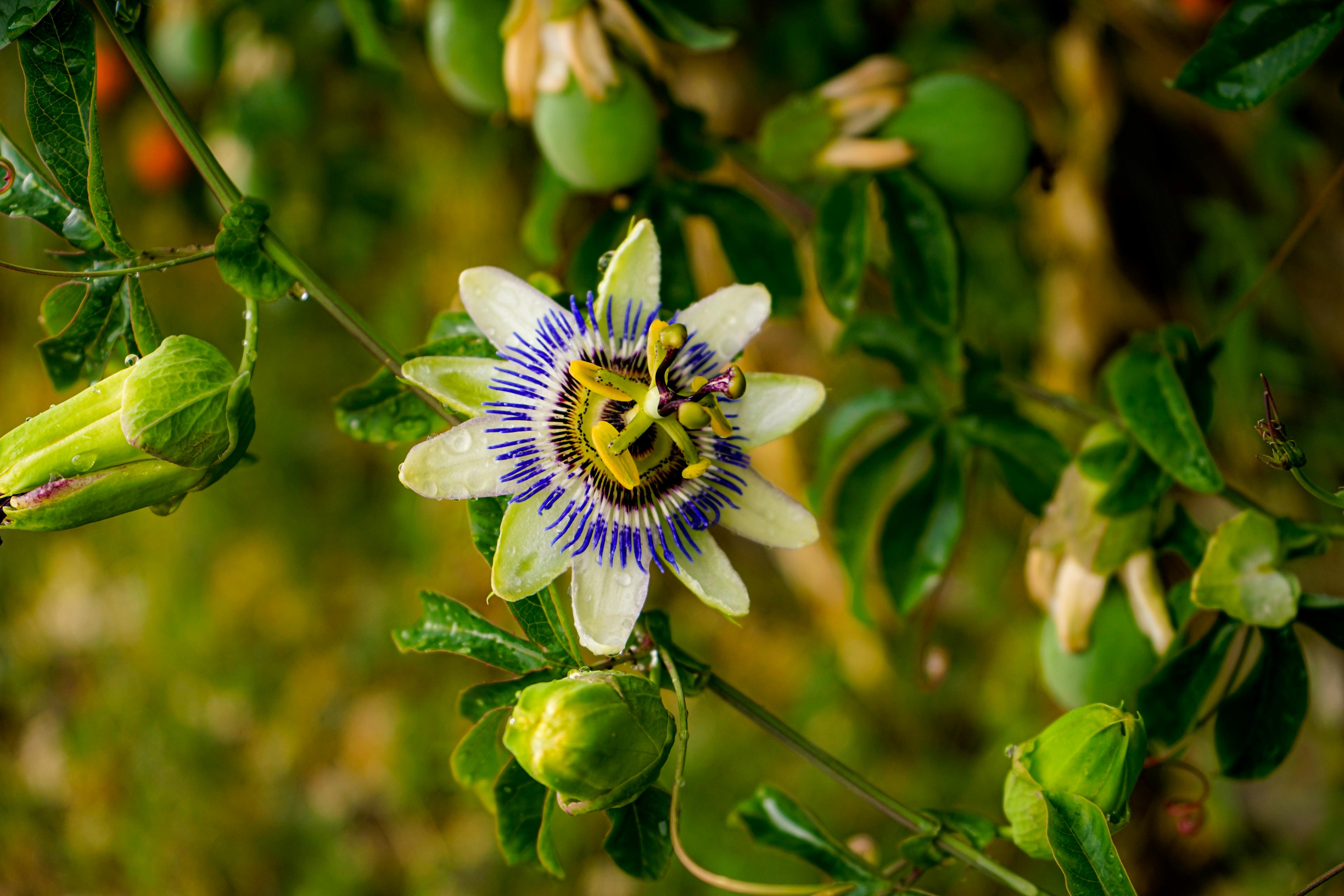 Herbs for Anxiety: A Holistic Approach with Nervines, Adaptogens, and Nutrition